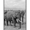 ELEPHANTS - Poster 50x70 cm