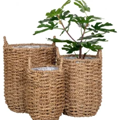 Hue krukaor - Sjögräs