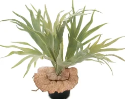 Älghornsbräken konstväxt