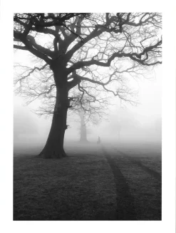 Posterworld - Motiv Dark Tree - 70 x 100 cm