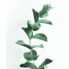 Posterworld - Motiv Eucalyptus - 50x70 cm