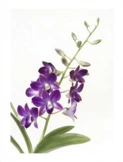 Posterworld - Motiv Orchid - 70x100 cm