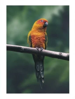 Posterworld - Motiv Parrot - 50x70 cm